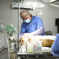 Este viernes 5 habr&aacute; un operativo especial de castraci&oacute;n en zona sudeste