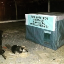 Frente a la llegada del fr&iacute;o, lanzan una campa&ntilde;a solidaria para asistir a perritos de la calle